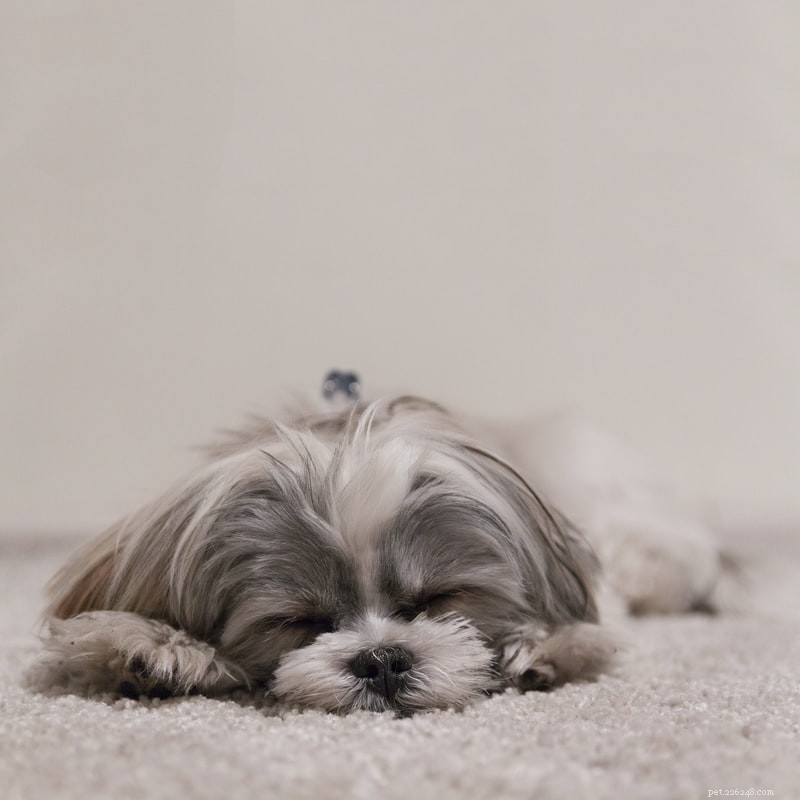 Decoding Your Dog’s Sleep Positions: What They Reveal About Health & Personality