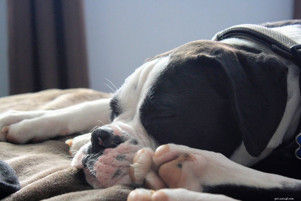 Decoding Your Dog’s Sleep Positions: What They Reveal About Health & Personality