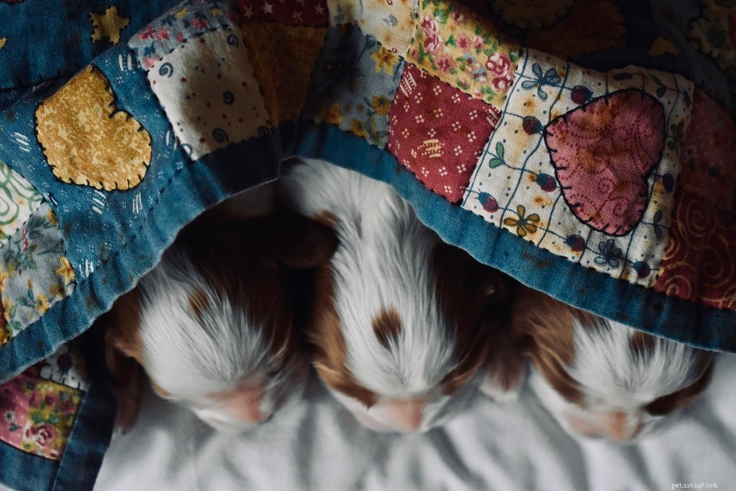 Decoding Your Dog’s Sleep Positions: What They Reveal About Health & Personality