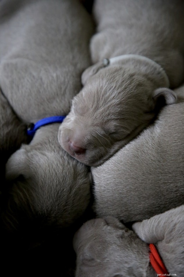 Decoding Your Dog’s Sleep Positions: What They Reveal About Health & Personality