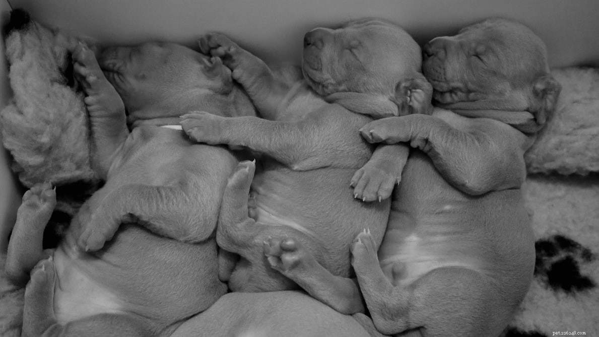 Decoding Your Dog’s Sleep Positions: What They Reveal About Health & Personality
