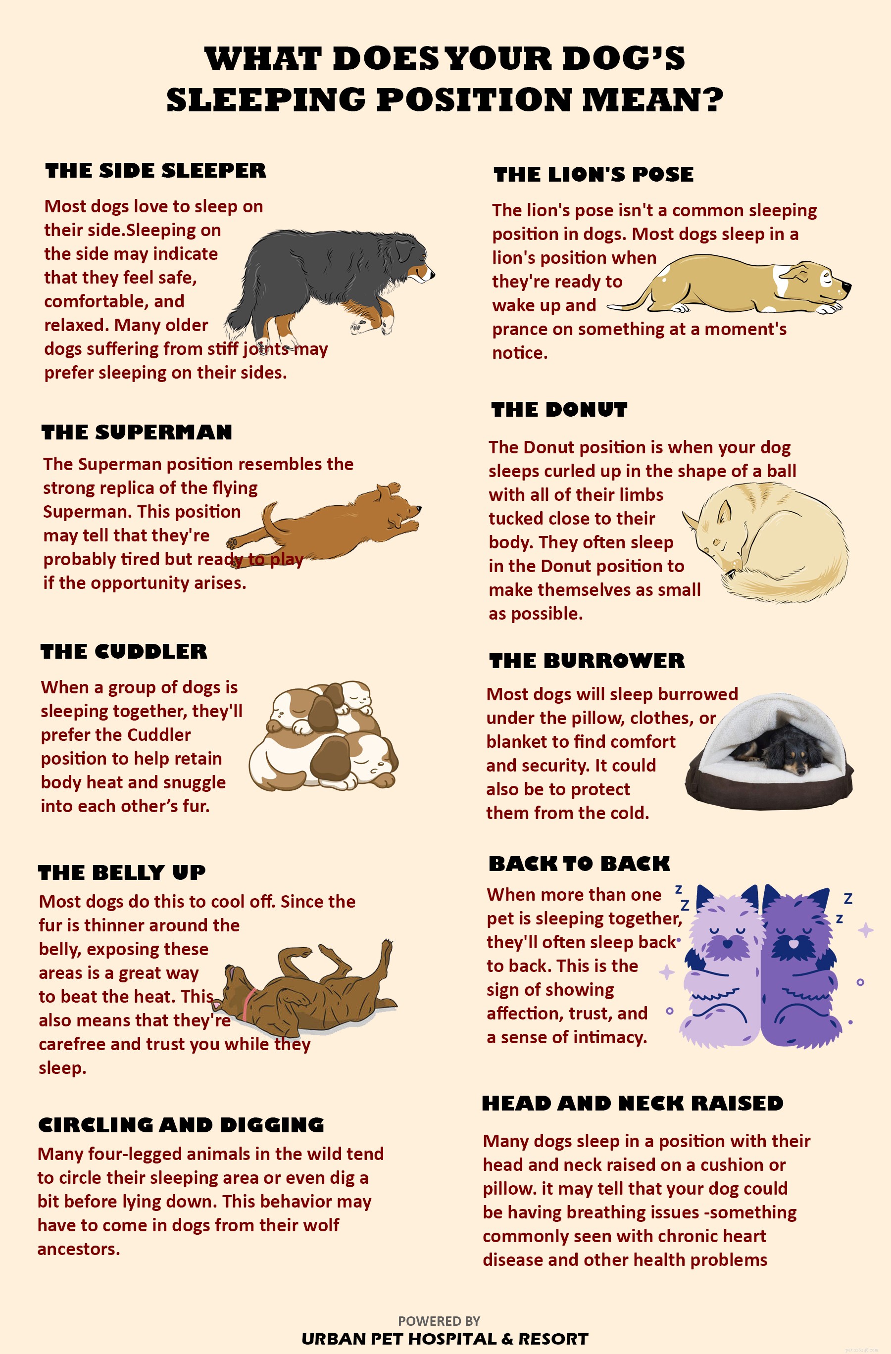 Decoding Your Dog’s Sleep Positions: What They Reveal About Health & Personality