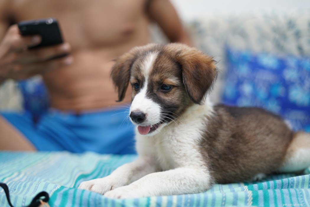 How to Care for Pregnant Dogs: Expert Tips for Health & Wellness