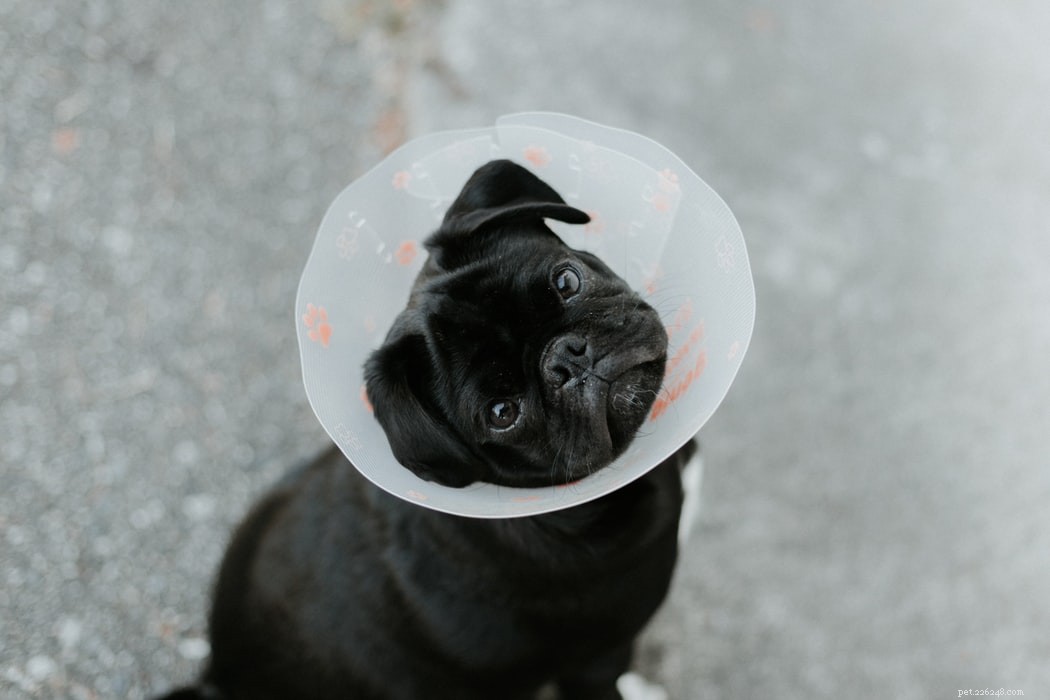 How to Care for Pregnant Dogs: Expert Tips for Health & Wellness