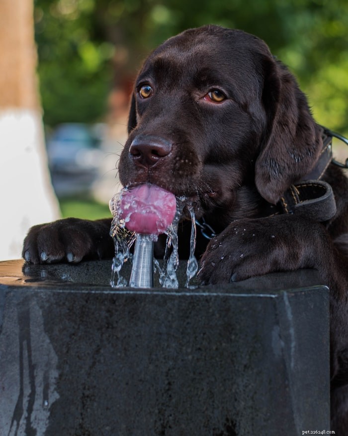 Your Complete Guide to Dog Nutrition & Supplements: What Every Owner Must Know