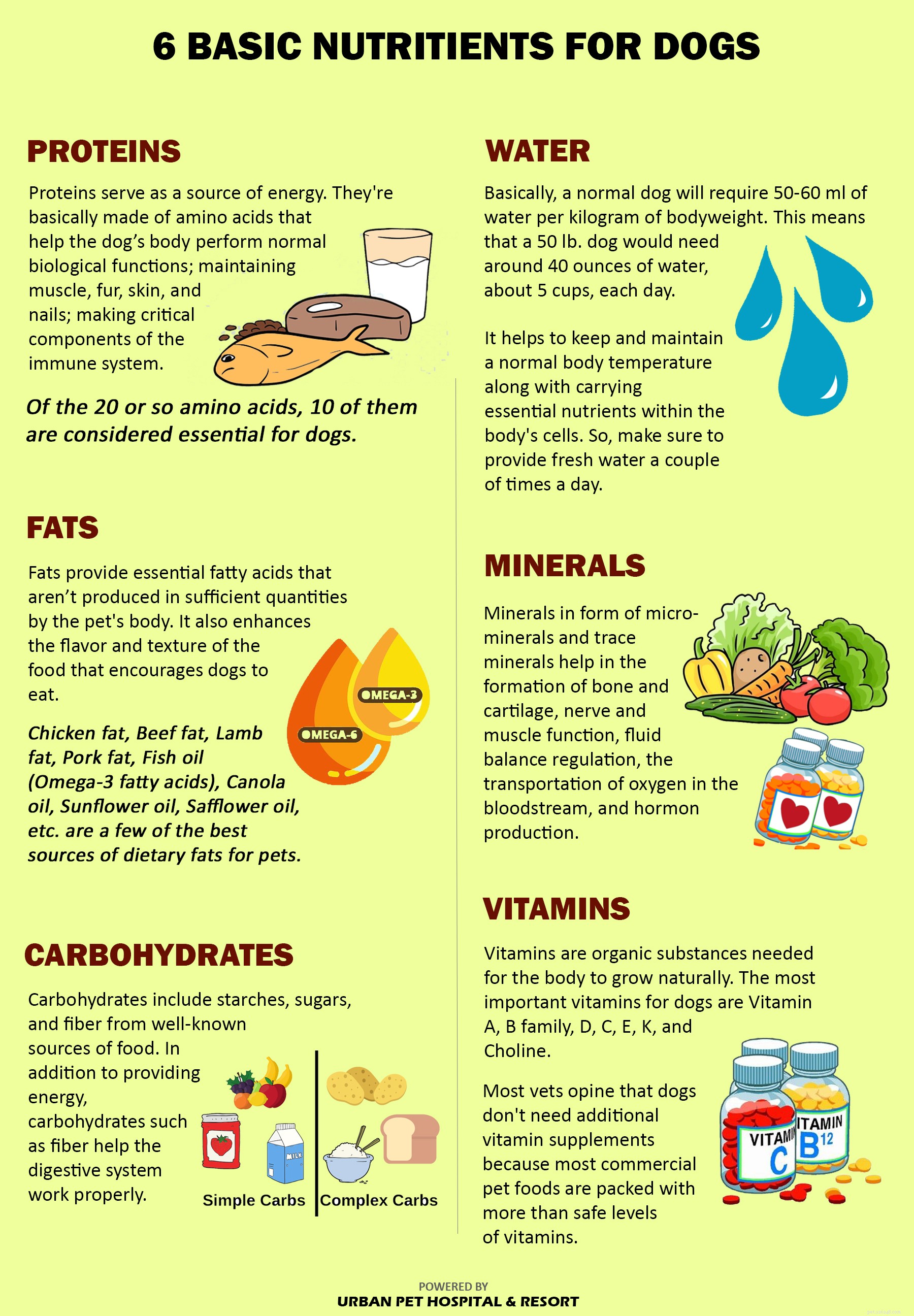 Your Complete Guide to Dog Nutrition & Supplements: What Every Owner Must Know