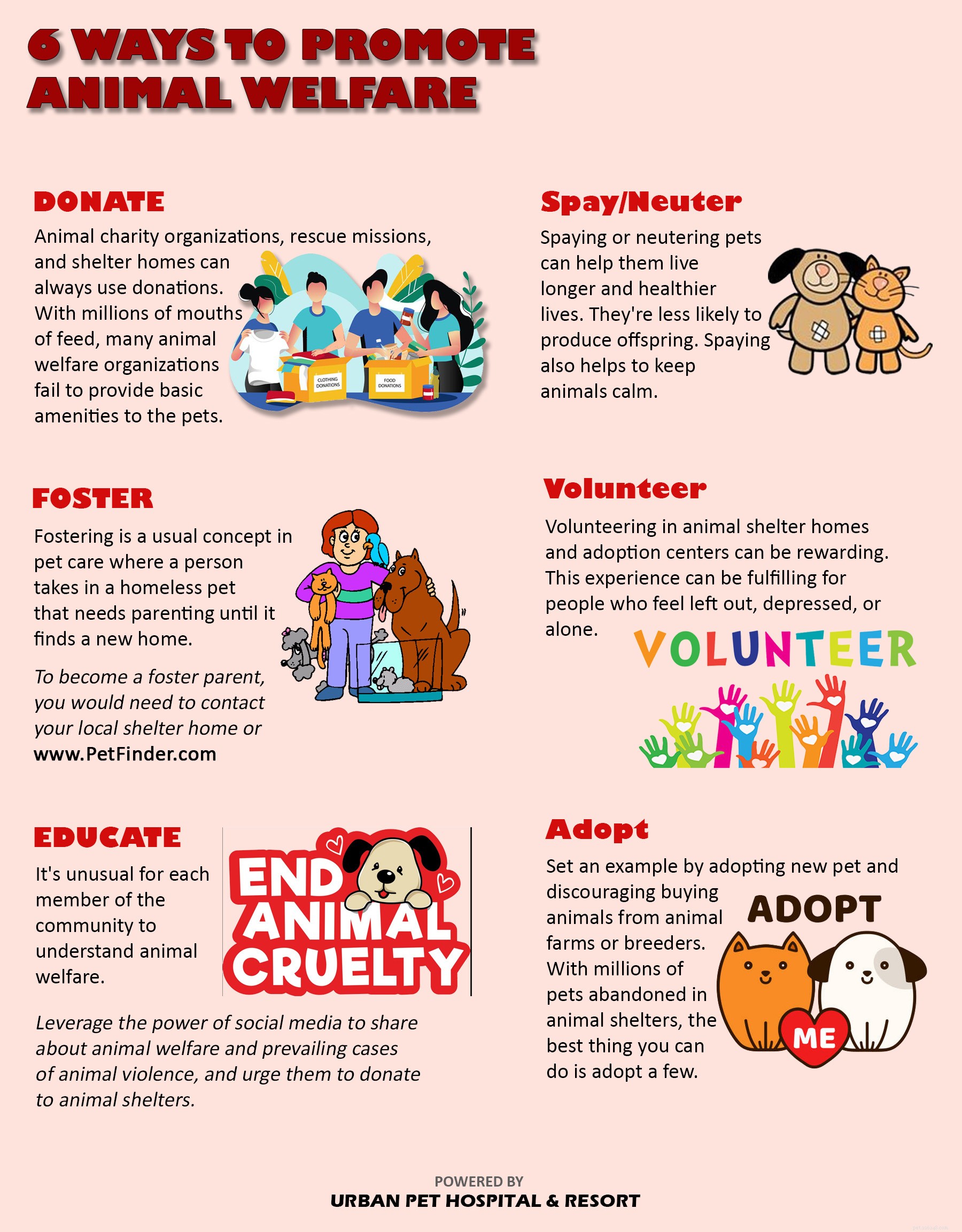 How to Promote Animal Welfare in Your Community: Practical Steps & Impact