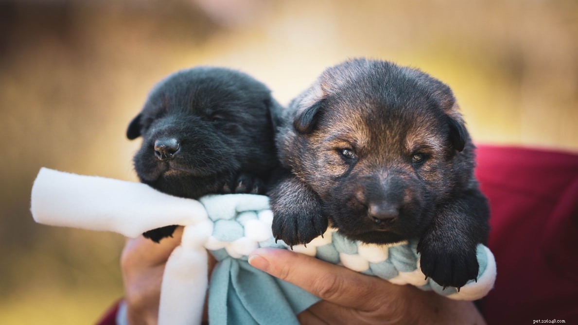 How to Promote Animal Welfare in Your Community: Practical Steps & Impact