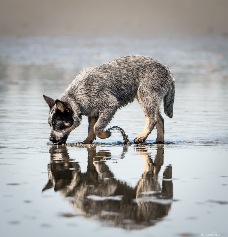 Treating Bacterial Infections in Pets: A Comprehensive Guide for Dog Owners