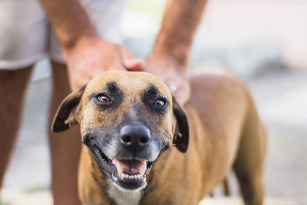 Treating Bacterial Infections in Pets: A Comprehensive Guide for Dog Owners