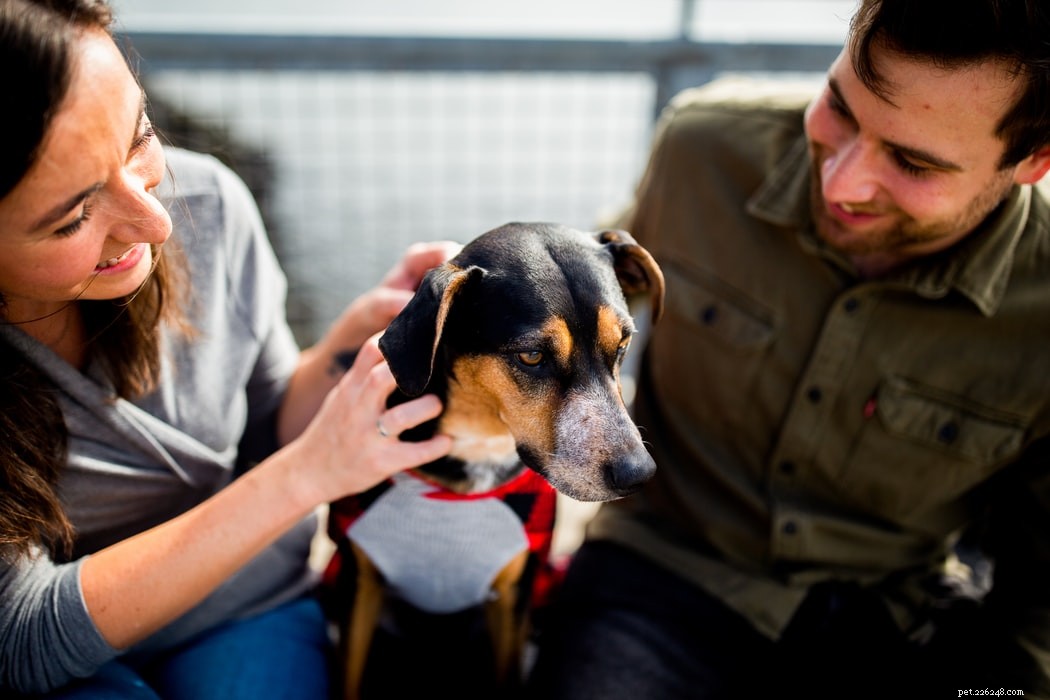 Treating Bacterial Infections in Pets: A Comprehensive Guide for Dog Owners