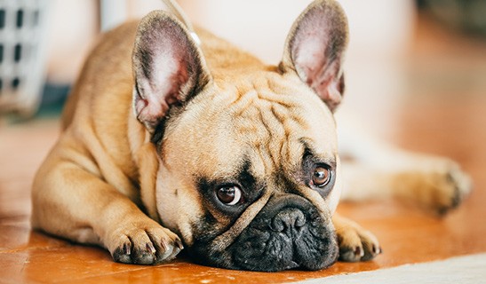 Prevent Winter Illnesses in Dogs: Essential Care Tips