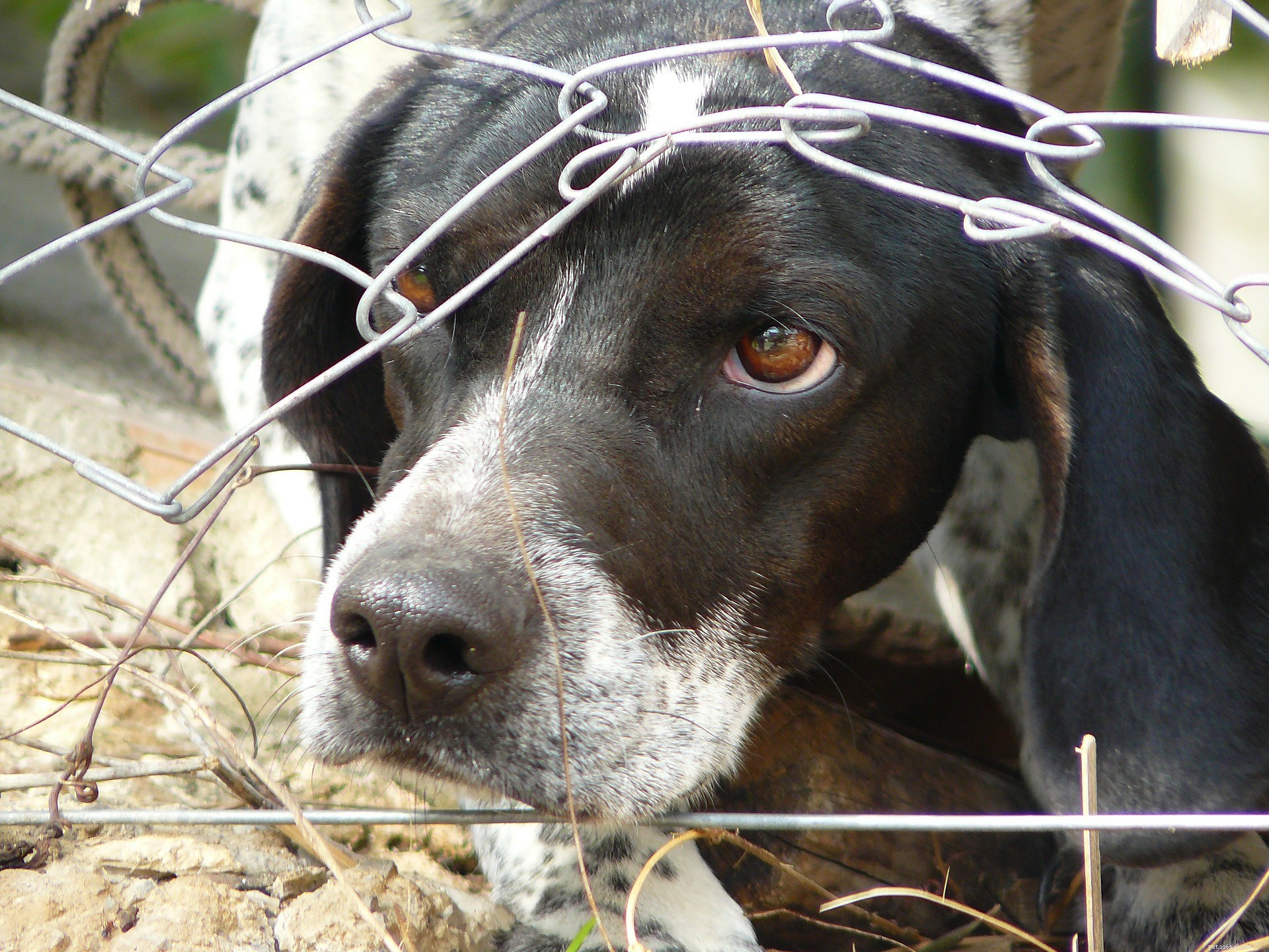 Prevent Winter Illnesses in Dogs: Essential Care Tips