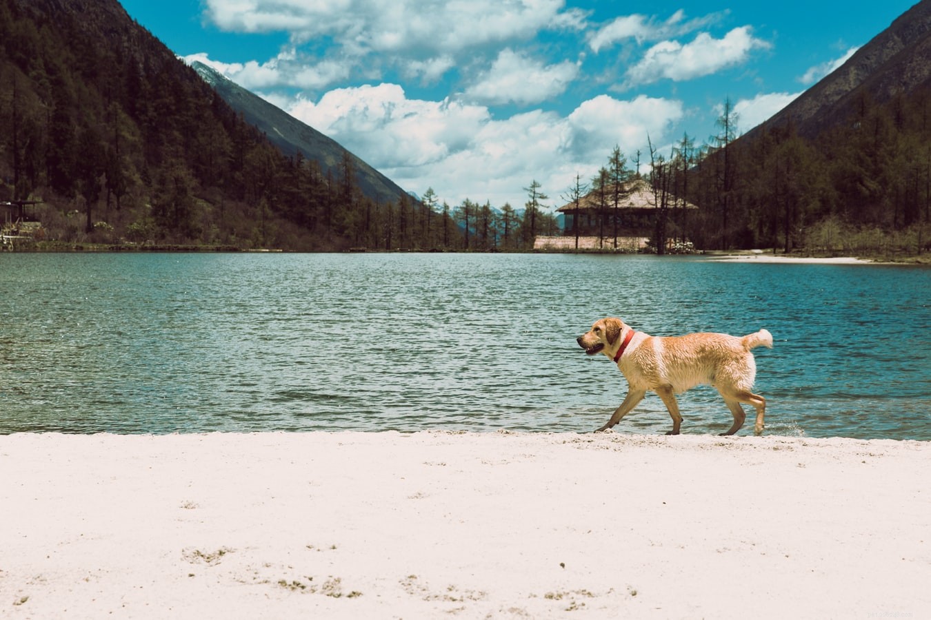 Prevent Winter Illnesses in Dogs: Essential Care Tips
