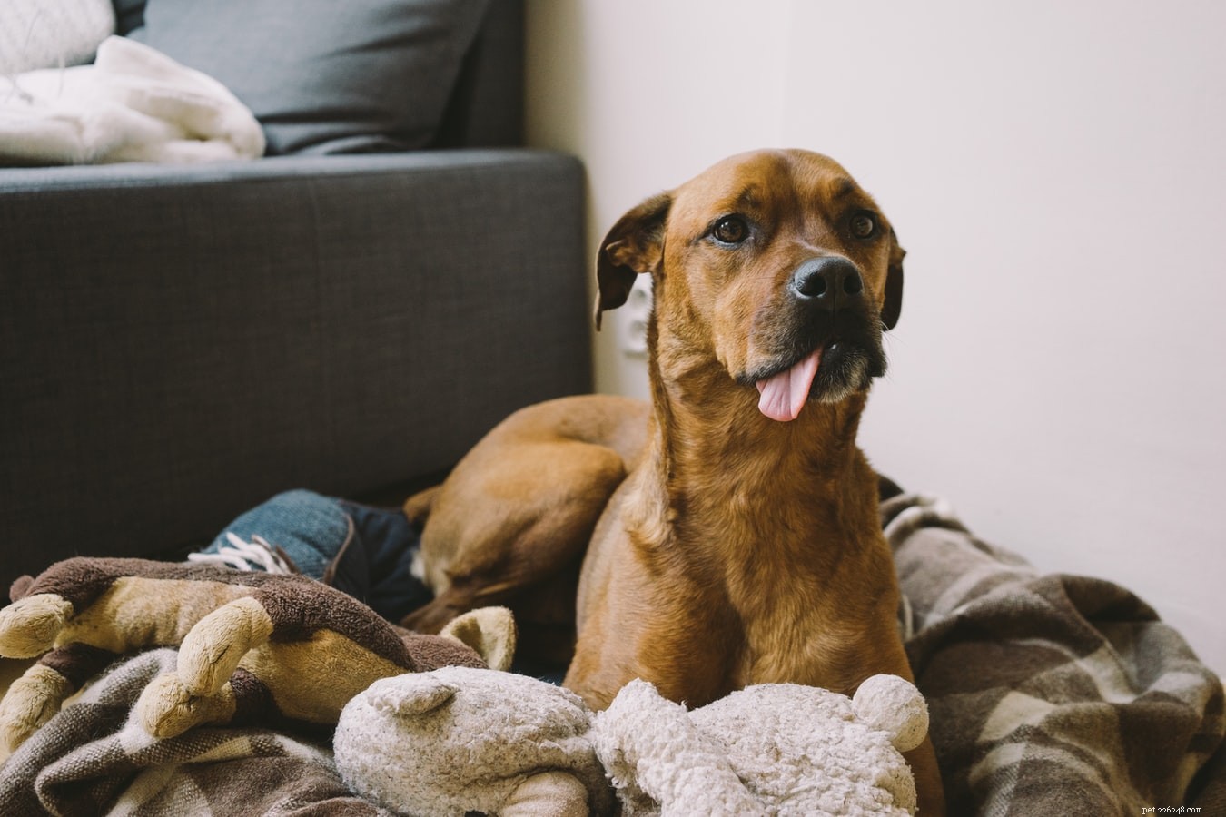 Prevent Winter Illnesses in Dogs: Essential Care Tips