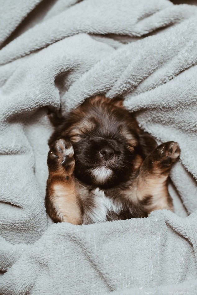Prevent Winter Illnesses in Dogs: Essential Care Tips