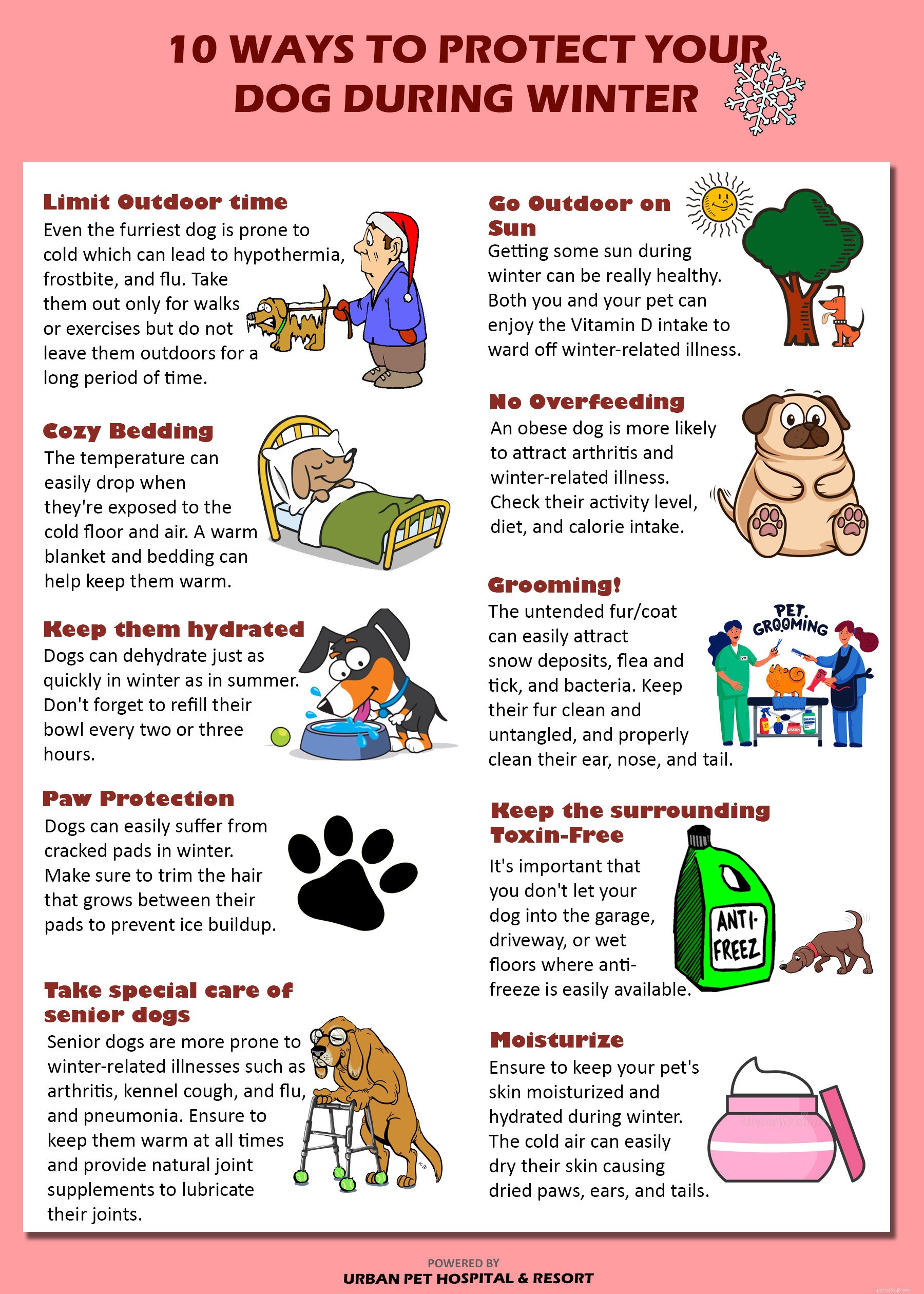 Prevent Winter Illnesses in Dogs: Essential Care Tips