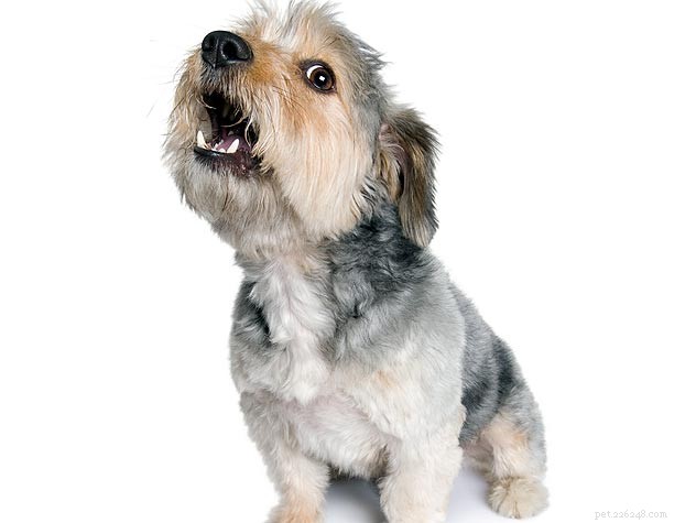 Effective Strategies to Stop Your Dog from Biting