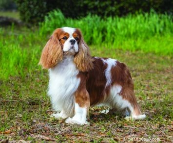 7-Day Guide to Housebreaking Your Dog: Quick, Effective, and Stress-Free