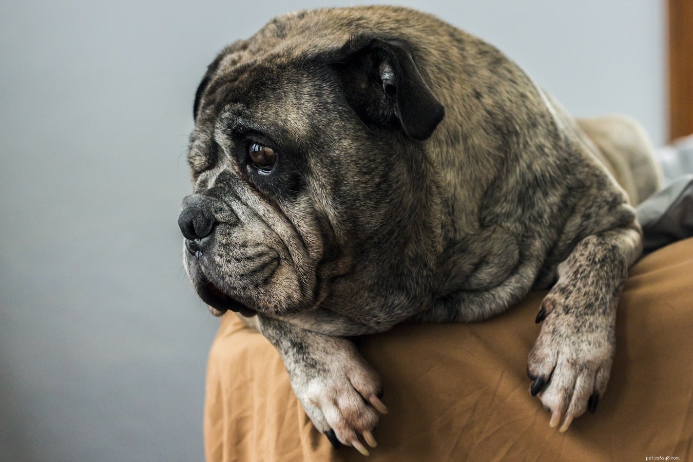 Understanding Dog Hair Loss: Causes, Symptoms, and When to Seek Help