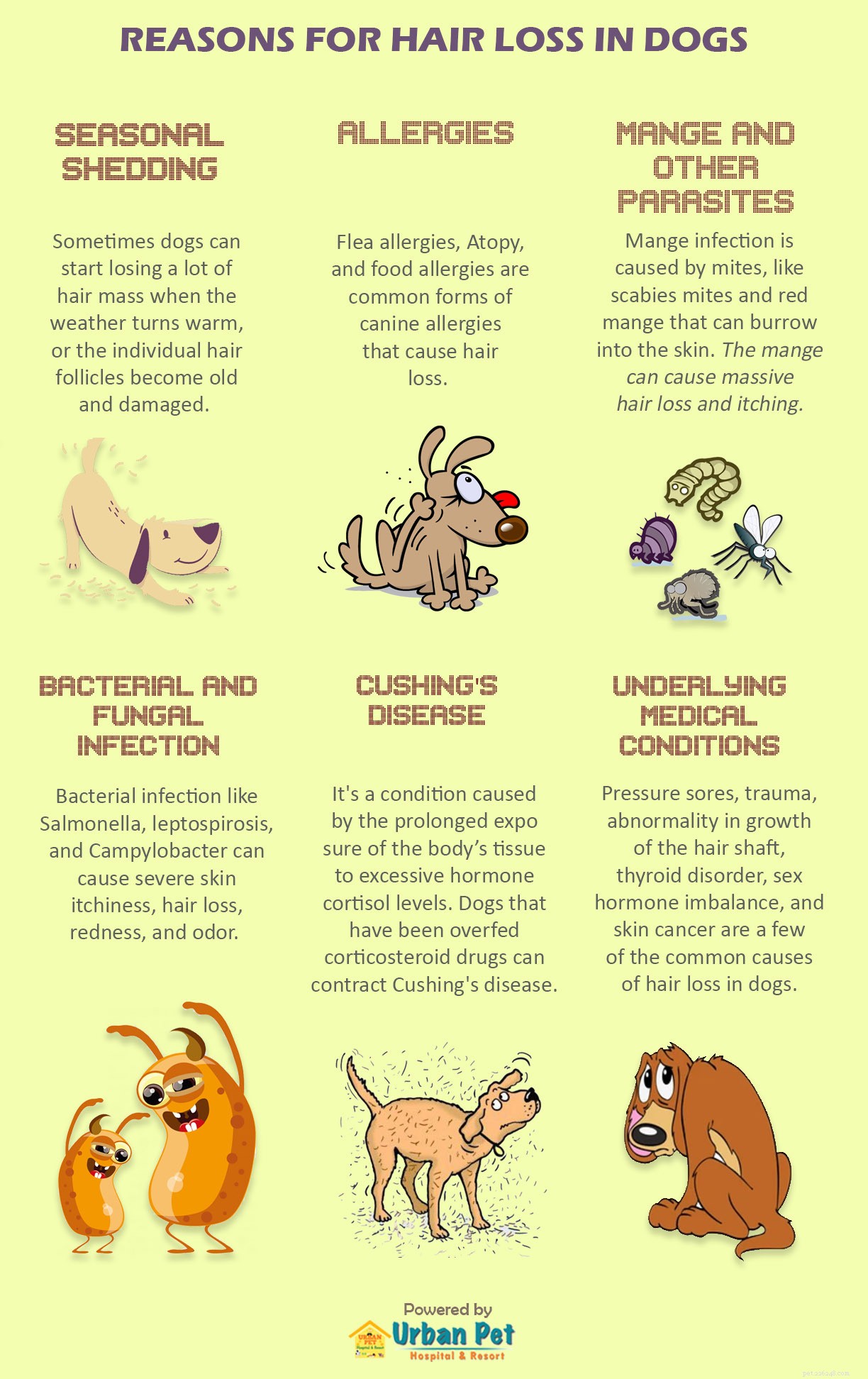 Understanding Dog Hair Loss: Causes, Symptoms, and When to Seek Help