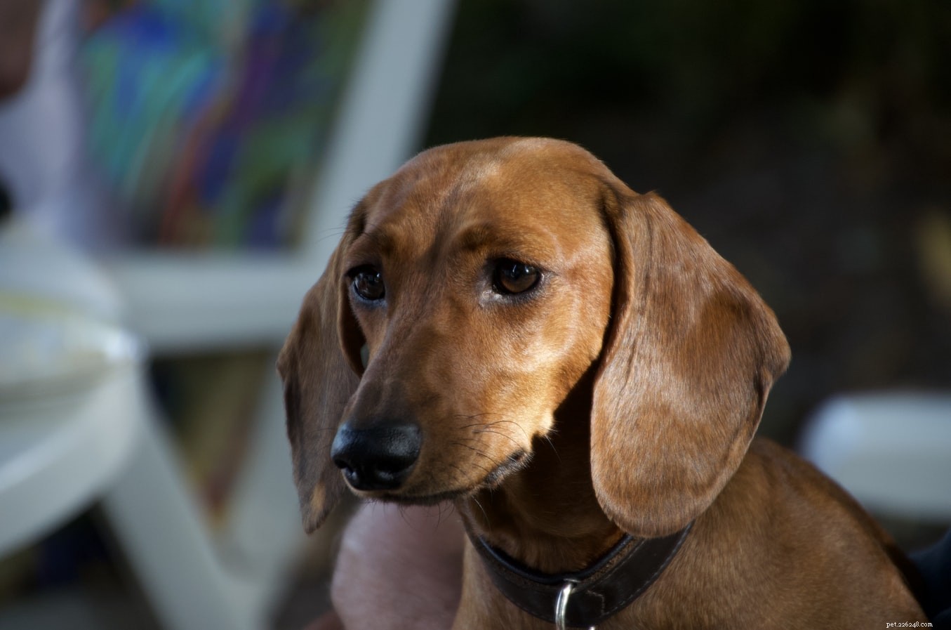 Identifying Autism in Dogs: Signs, Symptoms, and How to Help