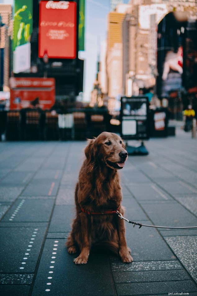 2021 Update: Can Pets Contract COVID-19? Current Findings and Safety Guidance