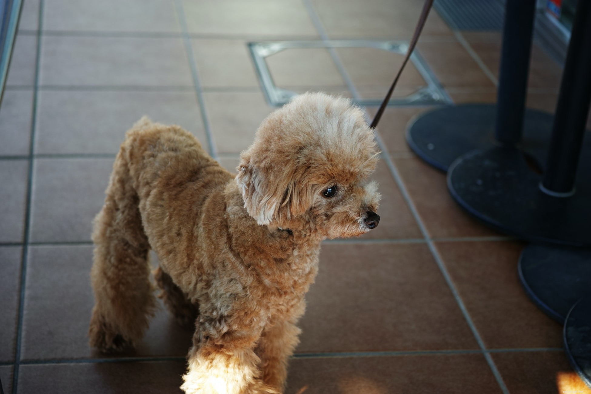 Ensure Your Dog s Comfort: Choosing the Best Pet Boarding Facility
