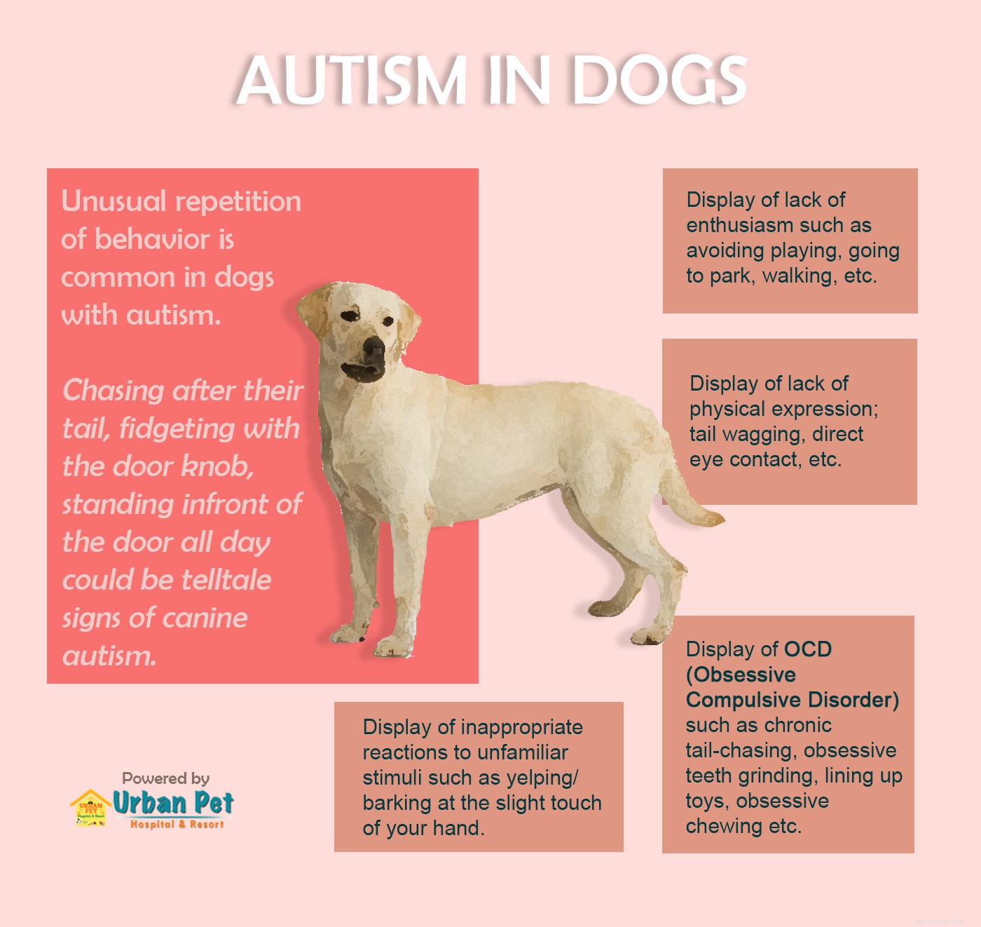 Identifying Autism in Dogs: Signs, Symptoms, and How to Help