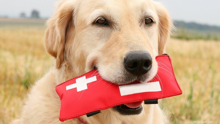 2021 Update: Can Pets Contract COVID-19? Current Findings and Safety Guidance