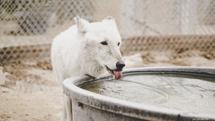 Ensure Your Dog s Comfort: Choosing the Best Pet Boarding Facility