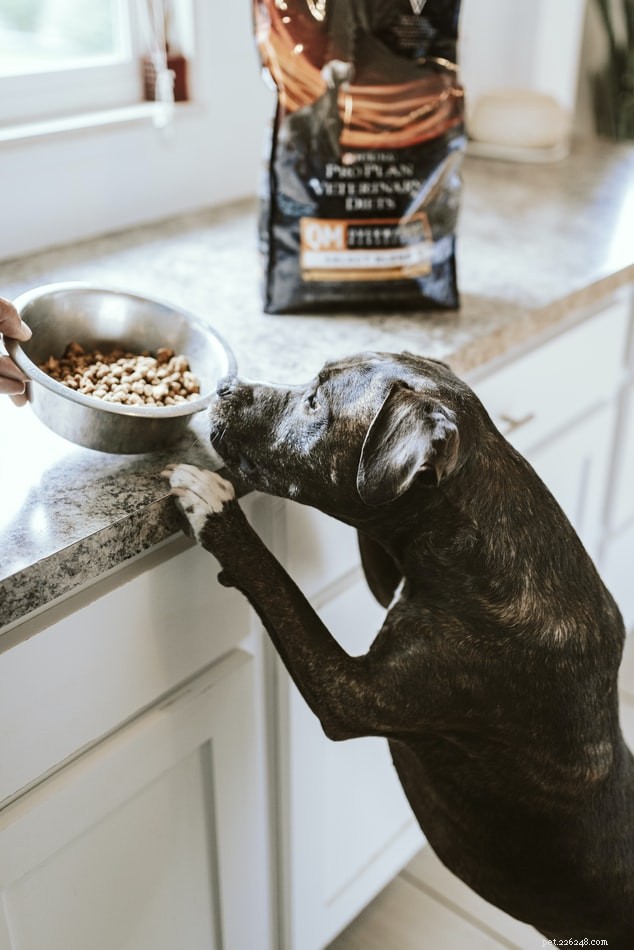 Ensure Your Dog s Comfort: Choosing the Best Pet Boarding Facility