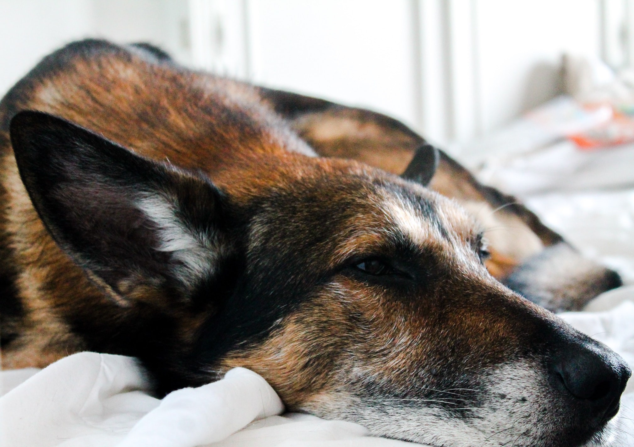 Inside a Dog s Daily Routine: Sleep, Play, and More