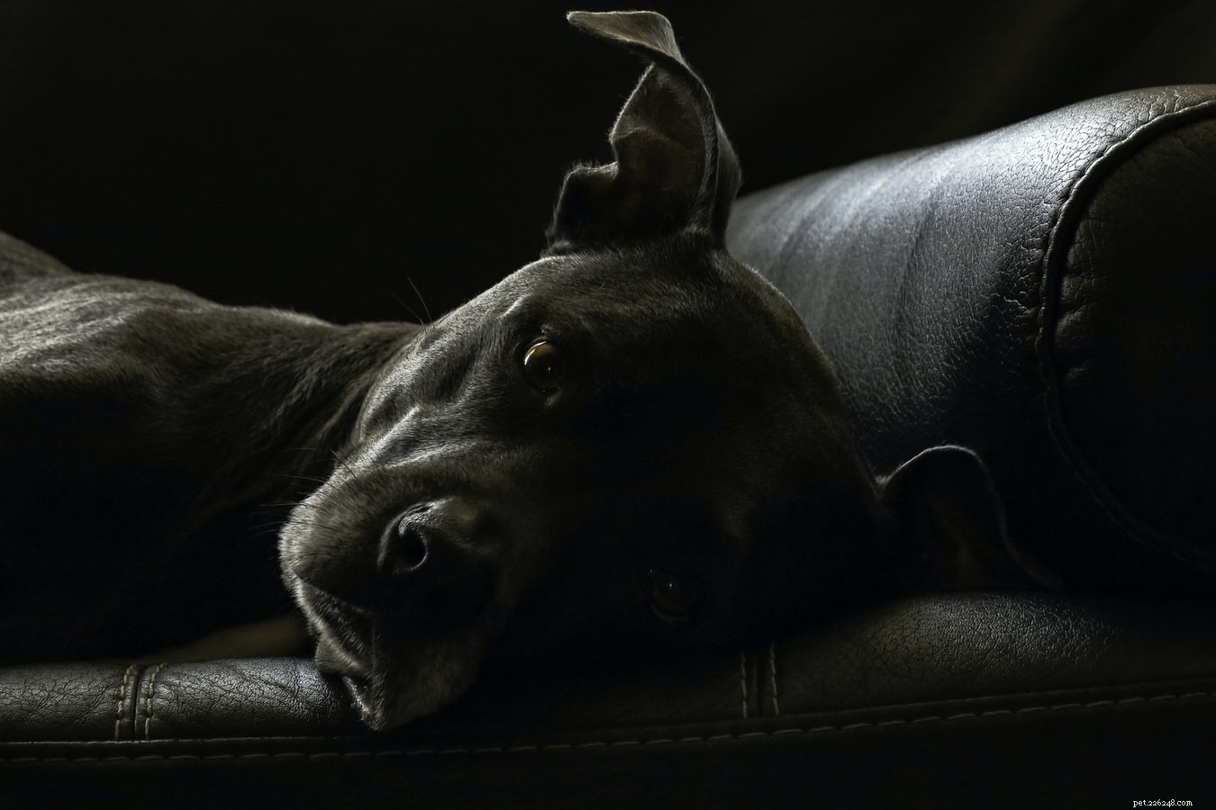 Inside a Dog s Daily Routine: Sleep, Play, and More