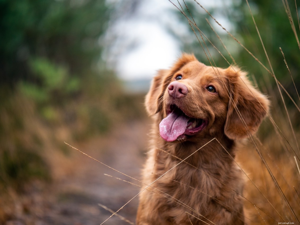 Inside a Dog s Daily Routine: Sleep, Play, and More