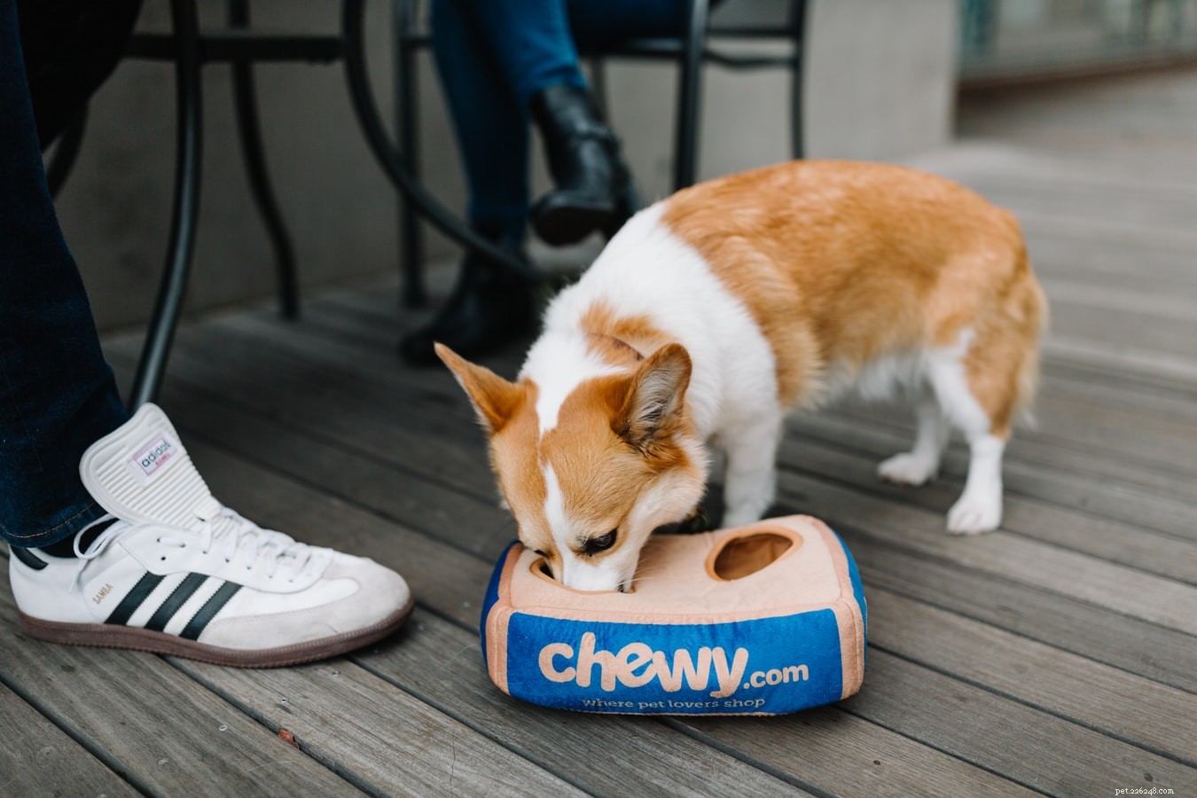 Inside a Dog s Daily Routine: Sleep, Play, and More
