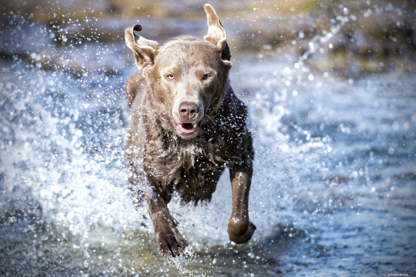 Inside a Dog s Daily Routine: Sleep, Play, and More