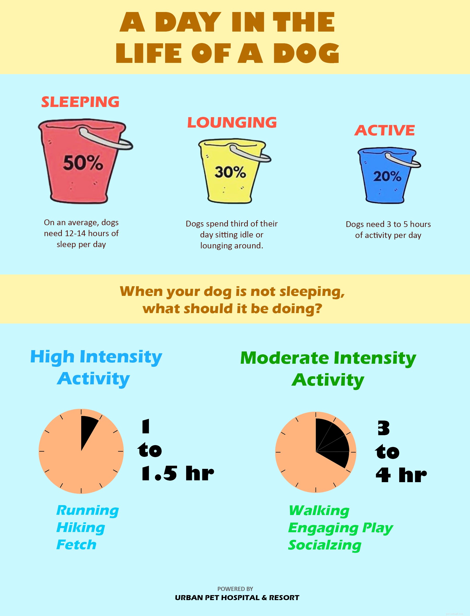 Inside a Dog s Daily Routine: Sleep, Play, and More