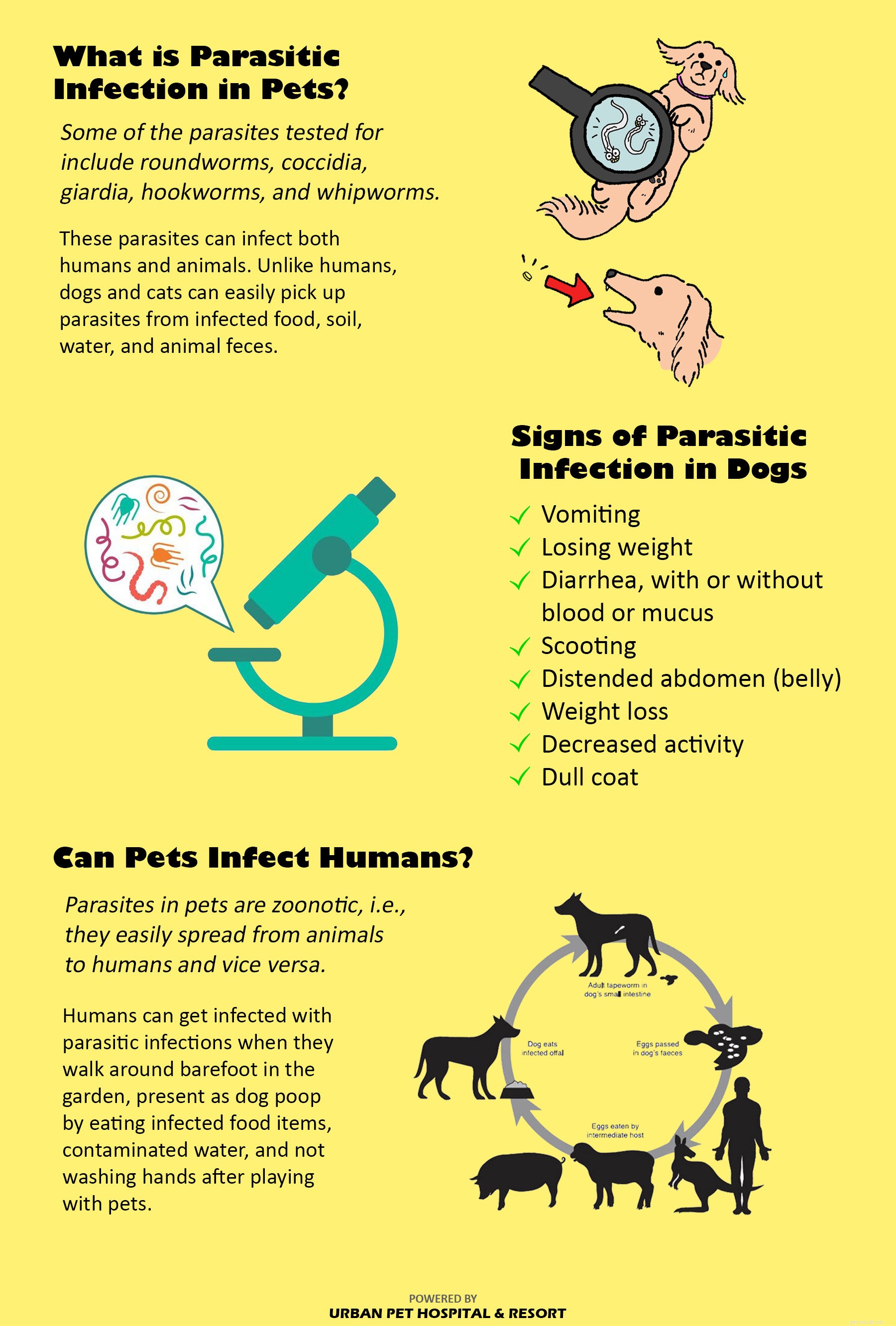 Why Annual Fecal Exams Are Essential for Your Pet s Health