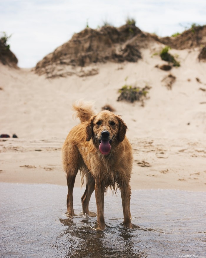 Why Annual Fecal Exams Are Essential for Your Pet s Health