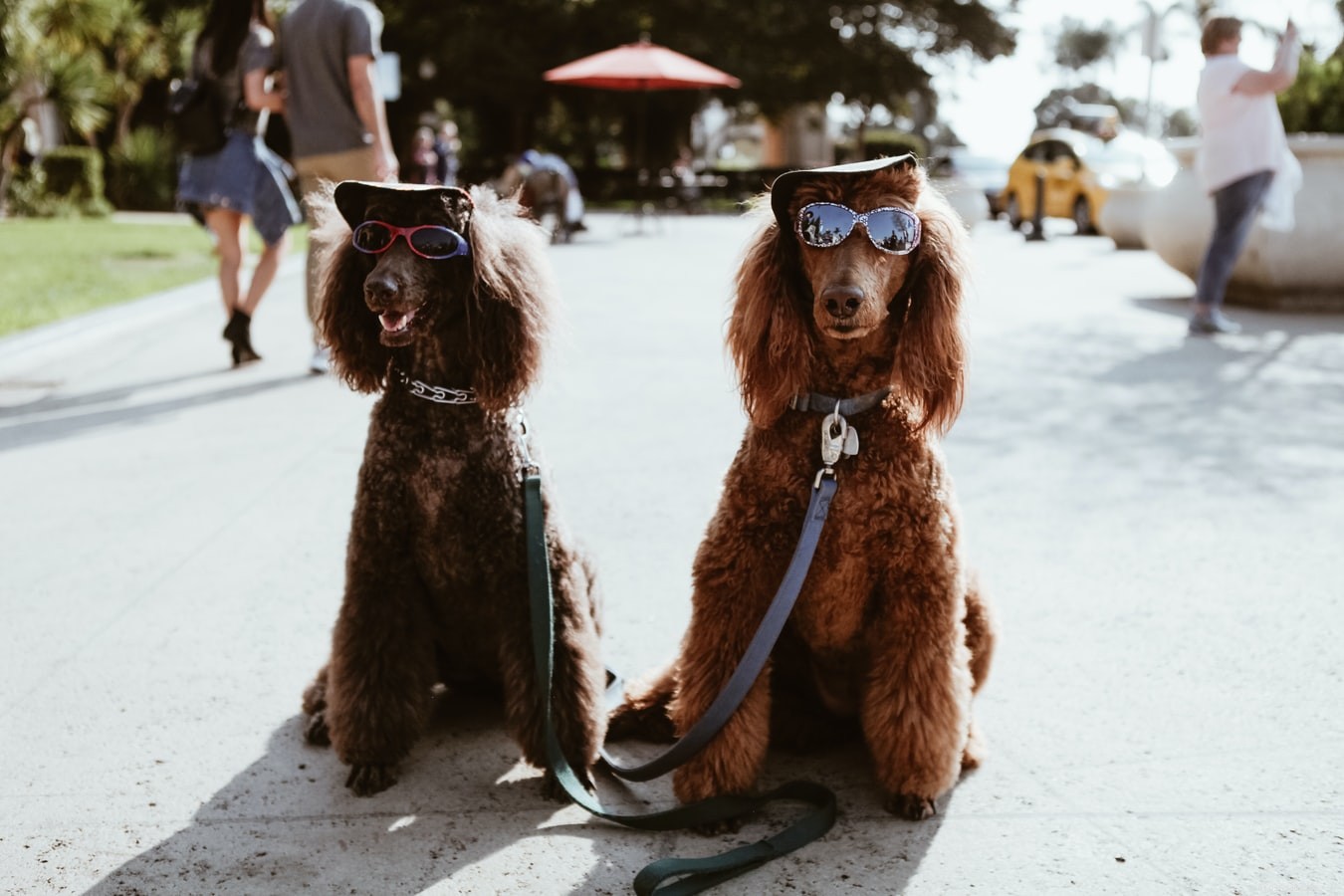 Top 5 Essential Habits Every Dog Should Learn for a Harmonious Home