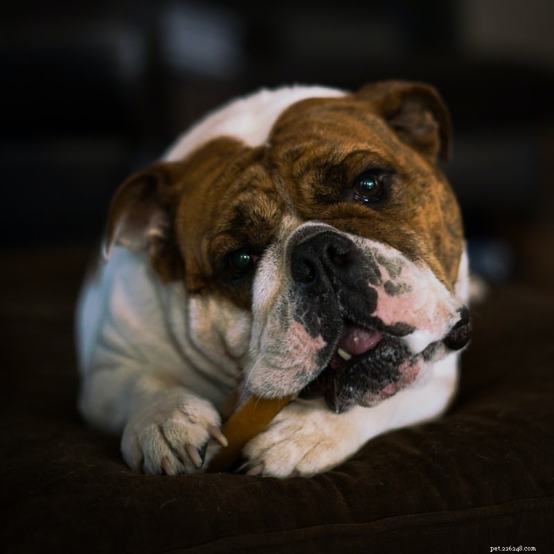 Top 5 Essential Habits Every Dog Should Learn for a Harmonious Home
