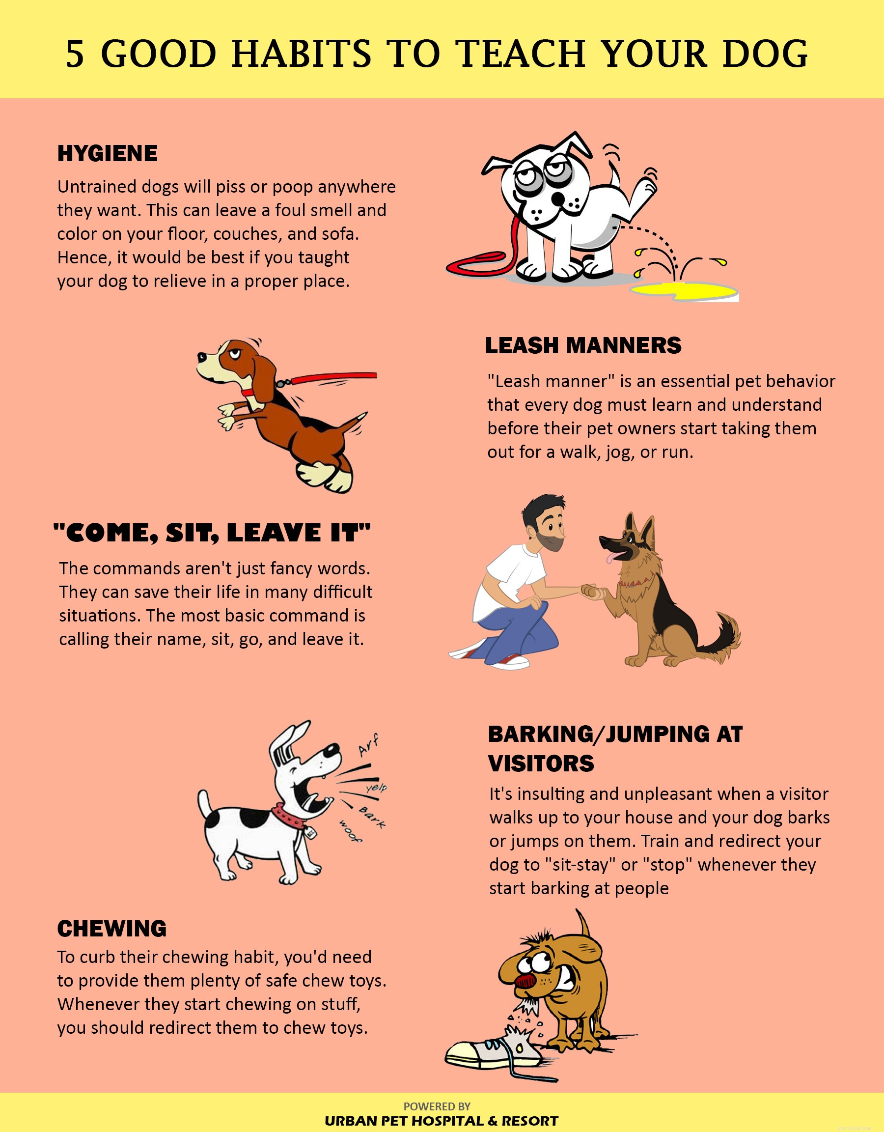 Top 5 Essential Habits Every Dog Should Learn for a Harmonious Home