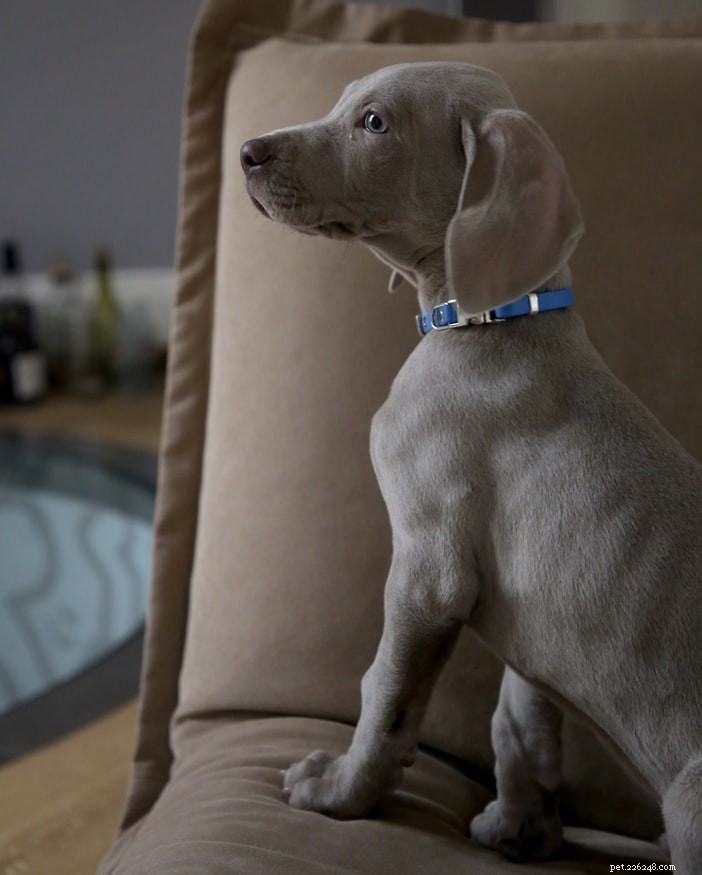 Top 5 Essential Habits Every Dog Should Learn for a Harmonious Home