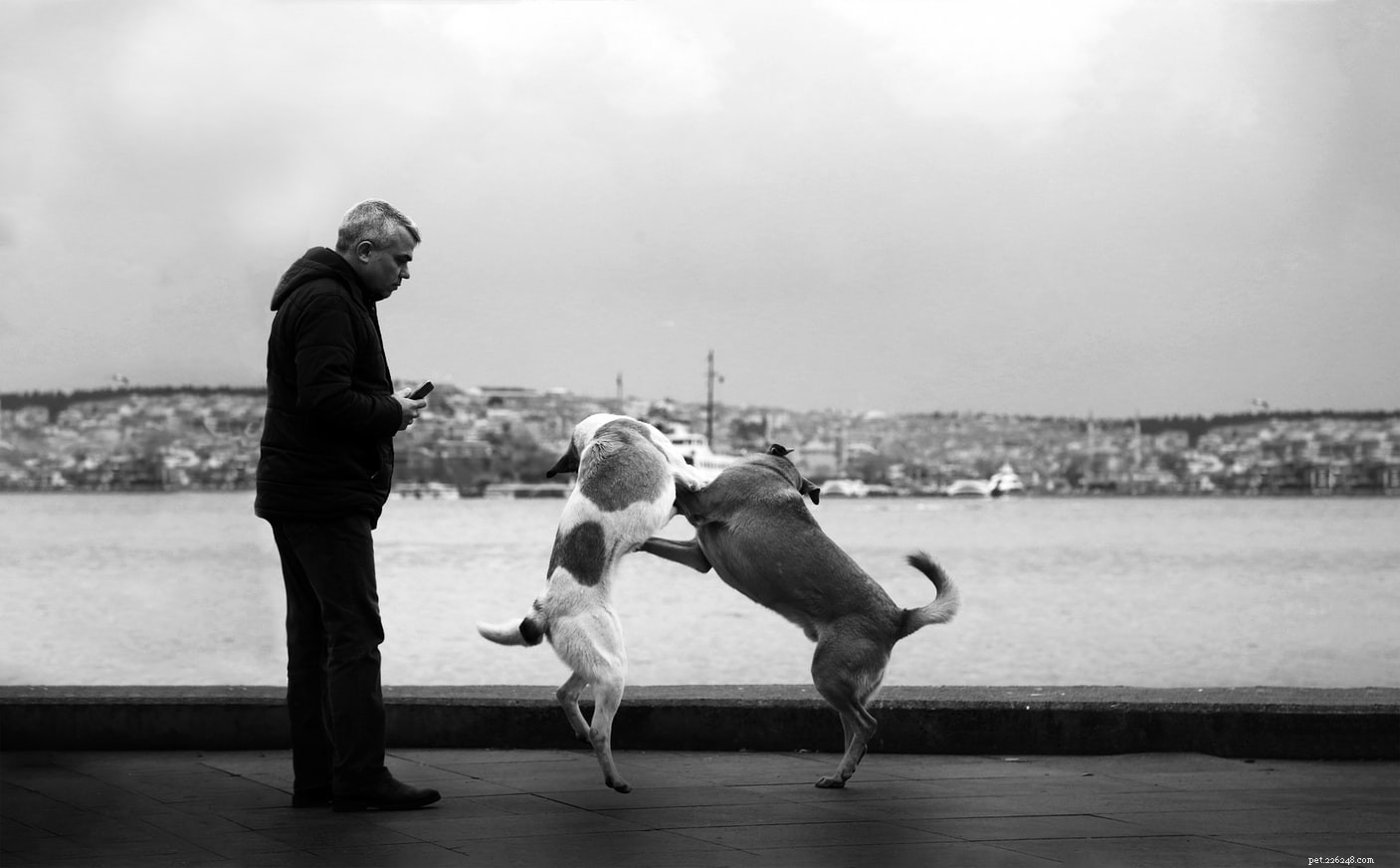How Dogs React Differently Around Their Human Companions