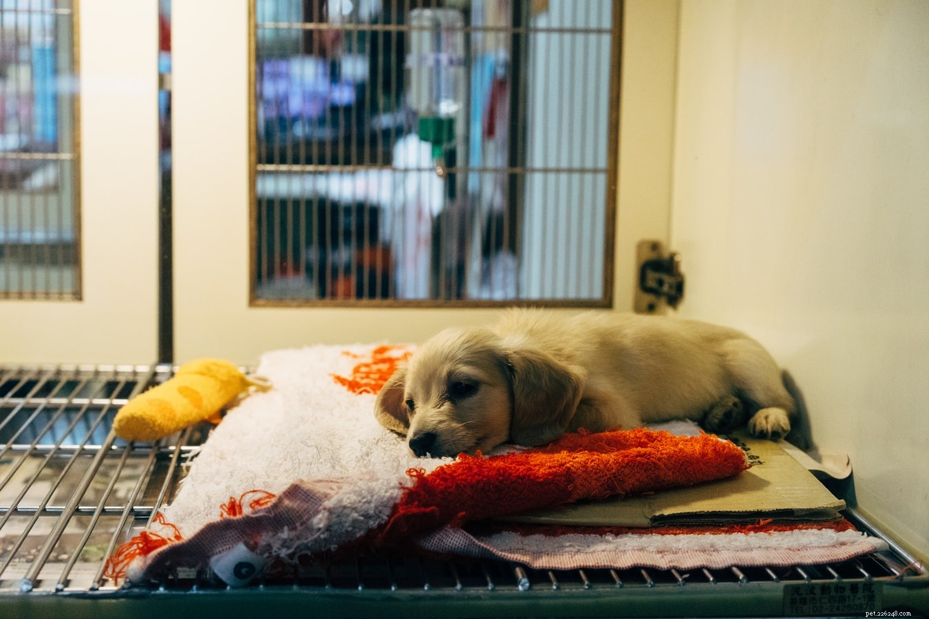 10 Human Medications That Are Harmful to Dogs – Never Use Them