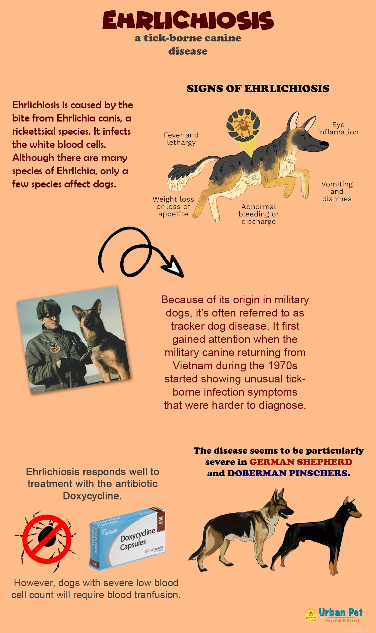Ehrlichiosis in Dogs: Symptoms, Diagnosis, and Treatment – A Comprehensive Guide