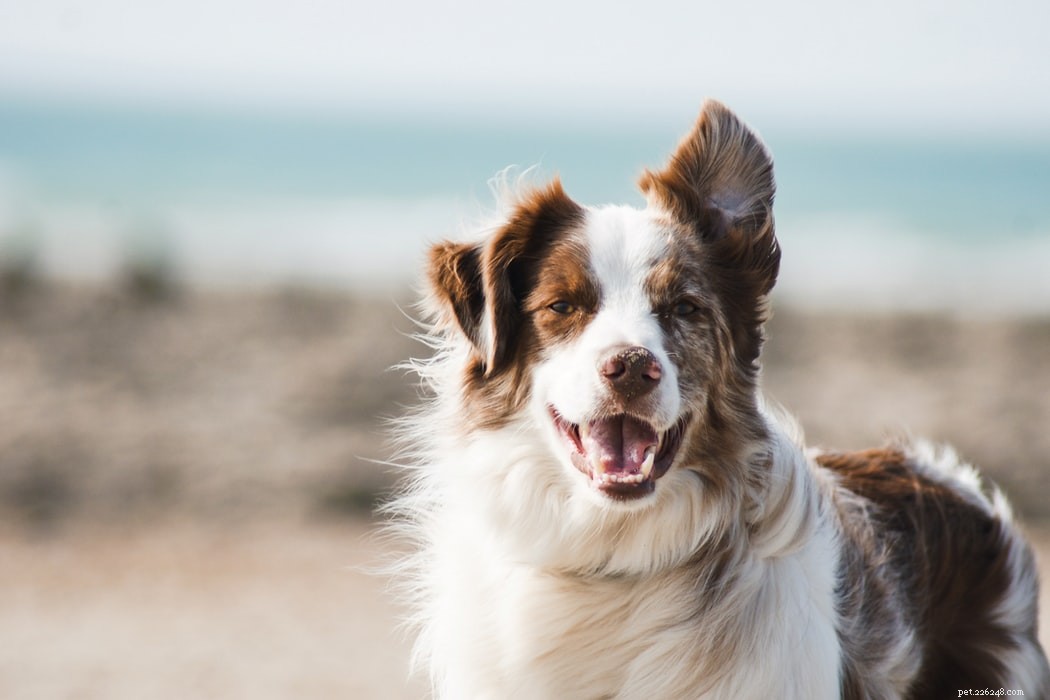 Top 10 Most Intelligent Dog Breeds for Training Success