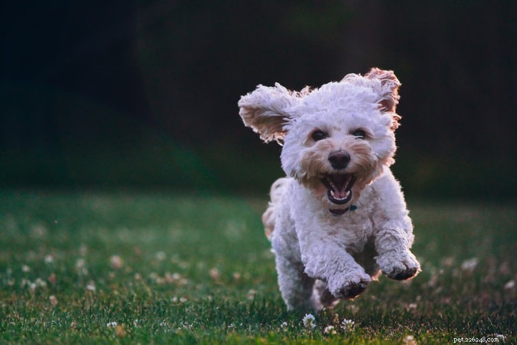 Top 10 Most Intelligent Dog Breeds for Training Success