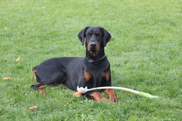 Top 10 Most Intelligent Dog Breeds for Training Success